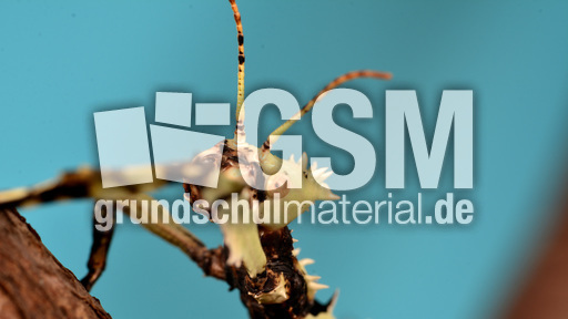 Australische Gespenstschrecke (09).jpg